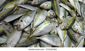 Ikan Kembung Banjar